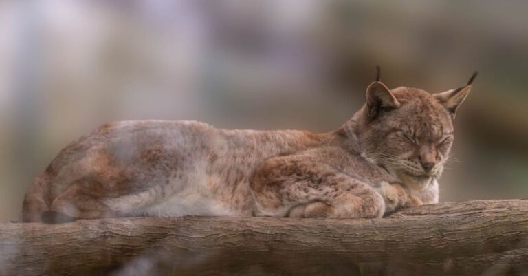 Sleep Quality - Felinos